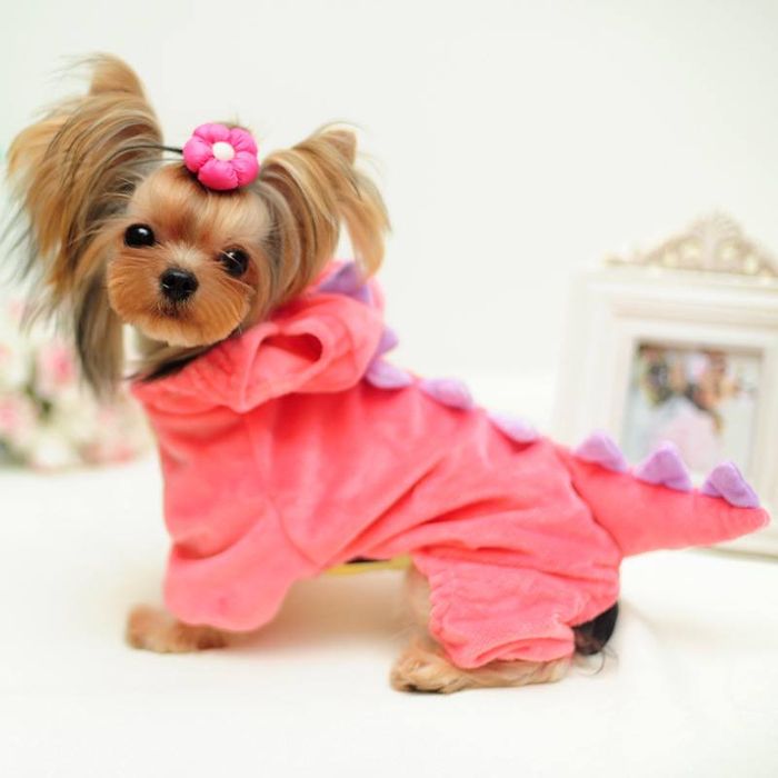 Kún Miu Pet Shop Image 1