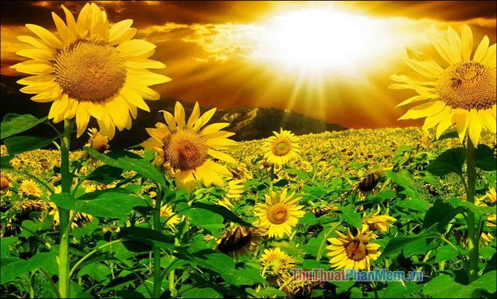 Hướng dẫn thiết lập nhạc chuông tin nhắn trên OPPO