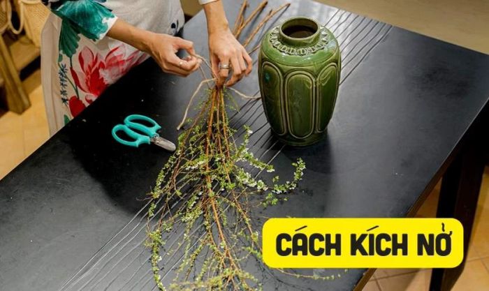 Làm thế nào để hoa tuyết mai nở nhanh hơn