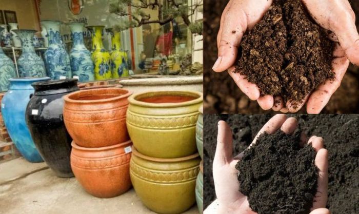 Chuẩn bị chậu và đất để trồng cây đào