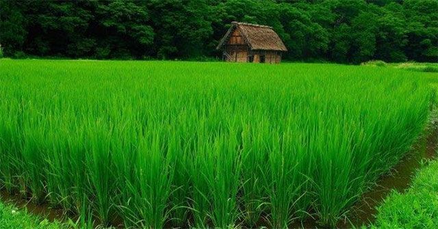 Kể về tâm tình cây lúa