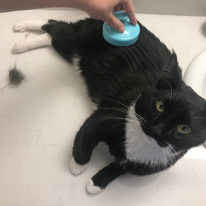 A reviewer brushing their cat with the shampoo brush