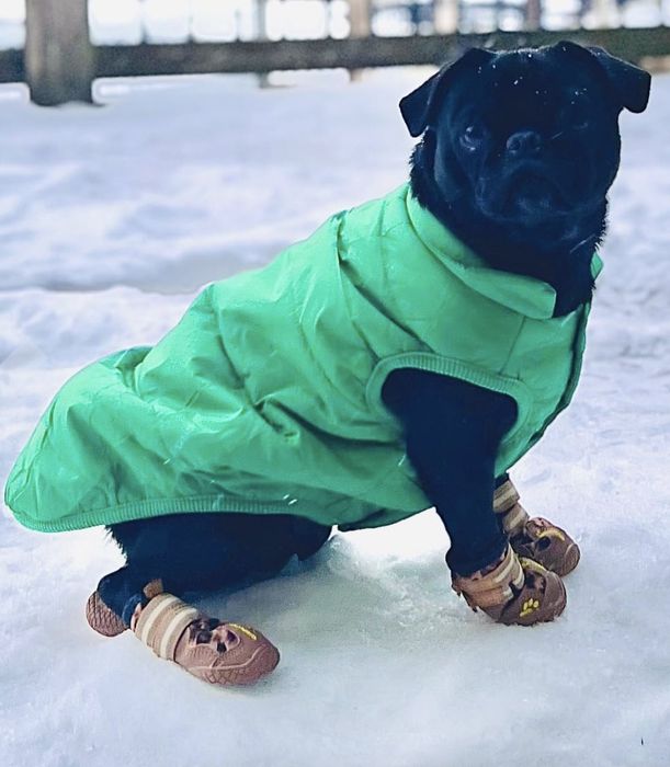 A small dog, dressed in a green coat and brown boots, stands on snow, gazing at the camera.