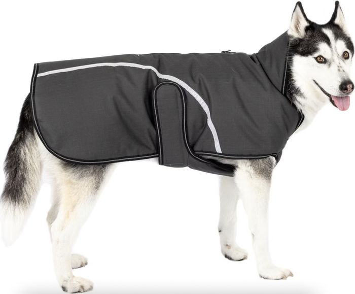 A husky, dressed in a black coat with a Velcro strap, stands facing slightly to the right with its tongue sticking out.