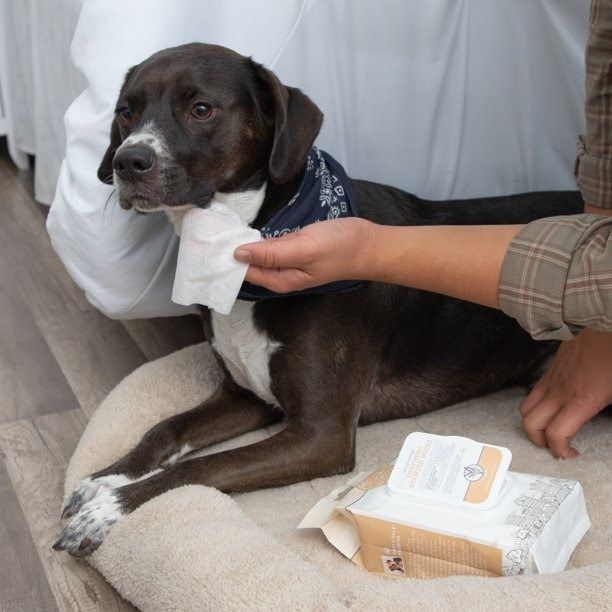 A person using grooming wipes to clean a dog.
