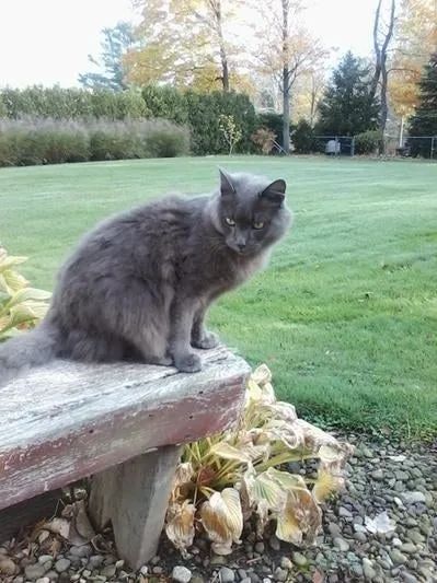 A grey cat sitting outside, enjoying the fresh air.