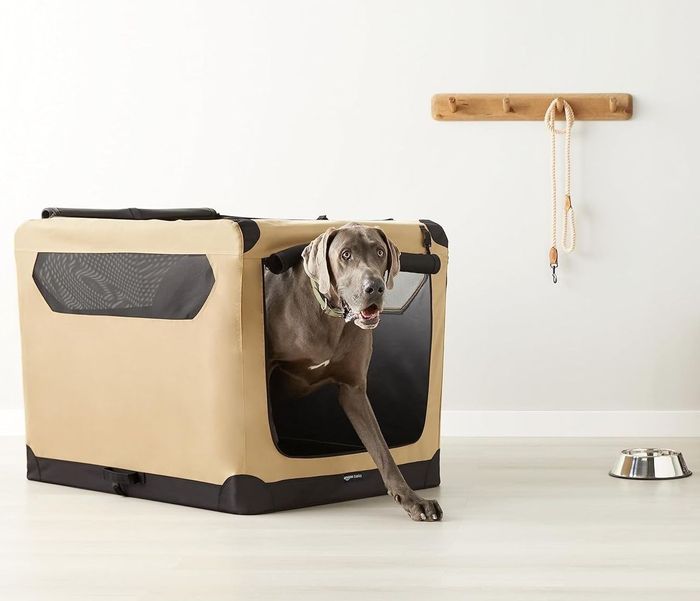 A dog enjoying their crate