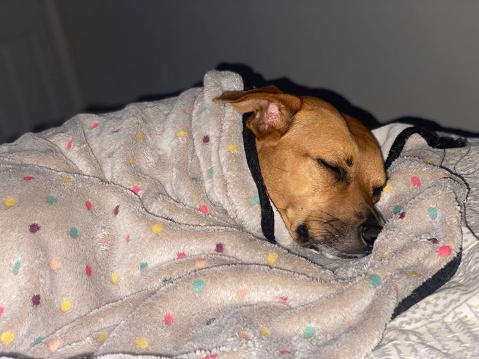 A dog rests comfortably beneath a gray fleece blanket.