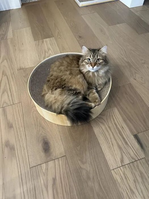 A fluffy cat relaxing inside a round scratcher, placed on a wooden floor.