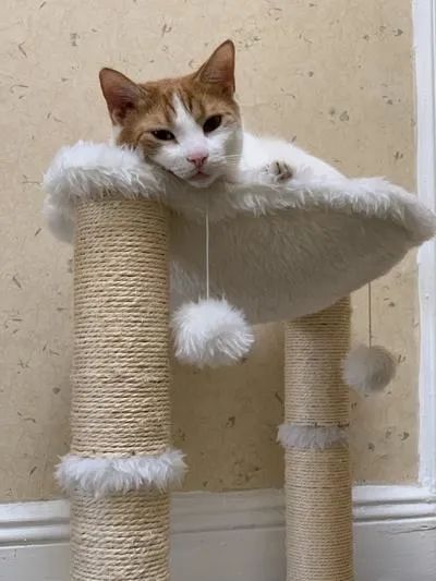 A white and orange cat lounging in a plush ivory cat tree with two scratching posts and two fluffy pom-poms.