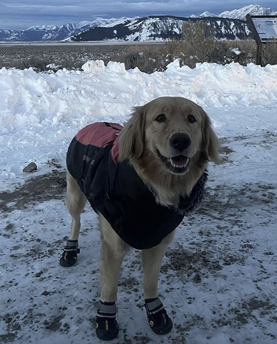 A golden retriever, wearing winter boots and a jacket, stands on a snowy trail with towering mountains in the distance.