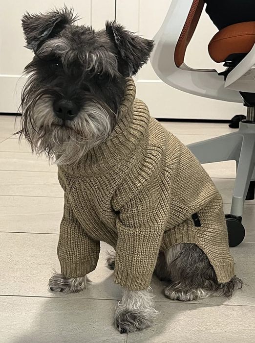A small dog, possibly a Miniature Schnauzer, rests on the floor in a knitted sweater, with a white door and office chair behind it.