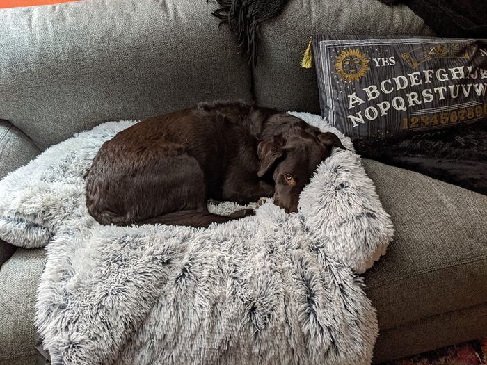 A dog is lying on the cozy, fuzzy couch liner.