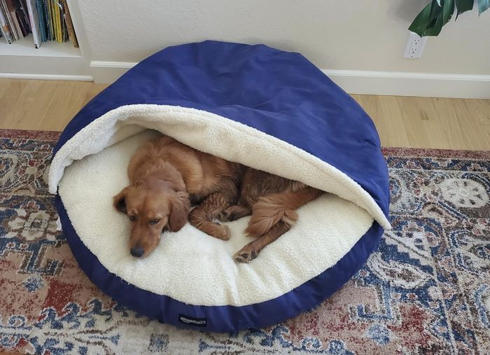 A brown dog is resting comfortably inside a soft, round pet bed, which is partially covered. The dog looks content and at ease.