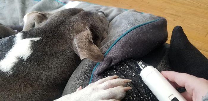 Reviewer trimming a dog's nails while the dog relaxes on a cushion