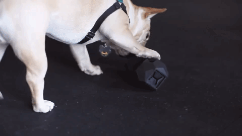 A French Bulldog is playing with a black toy.