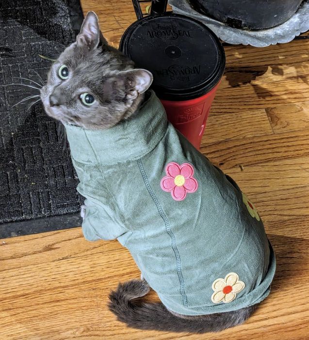 A cat gazes back at the camera, wearing a green jacket adorned with flower patches. It sits on a wooden floor next to a red cup.