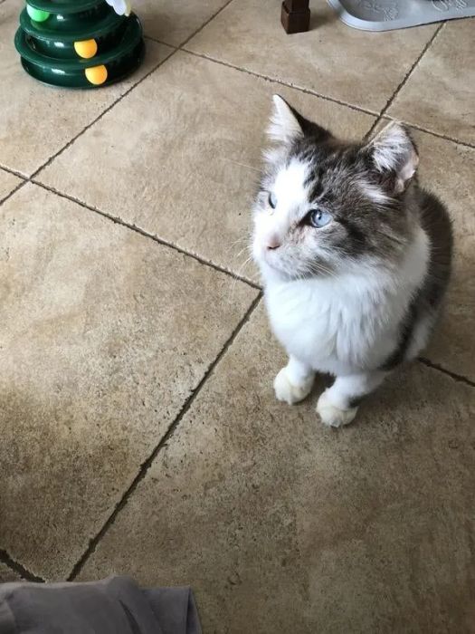 A cat sitting on a tiled floor, looking to the side with a toy visible in the background.