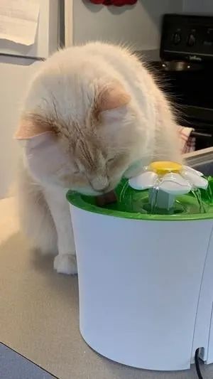 A cat drinking from a running water fountain.
