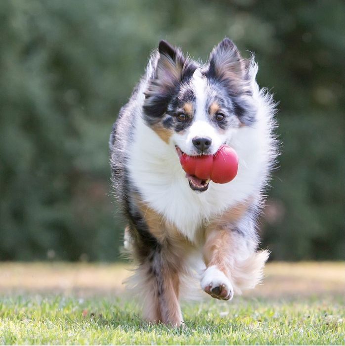 A dog runs happily with a red Kong toy in its mouth.