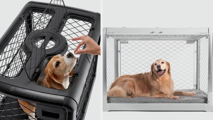 Dogs enjoying the convenience of travel-friendly crates