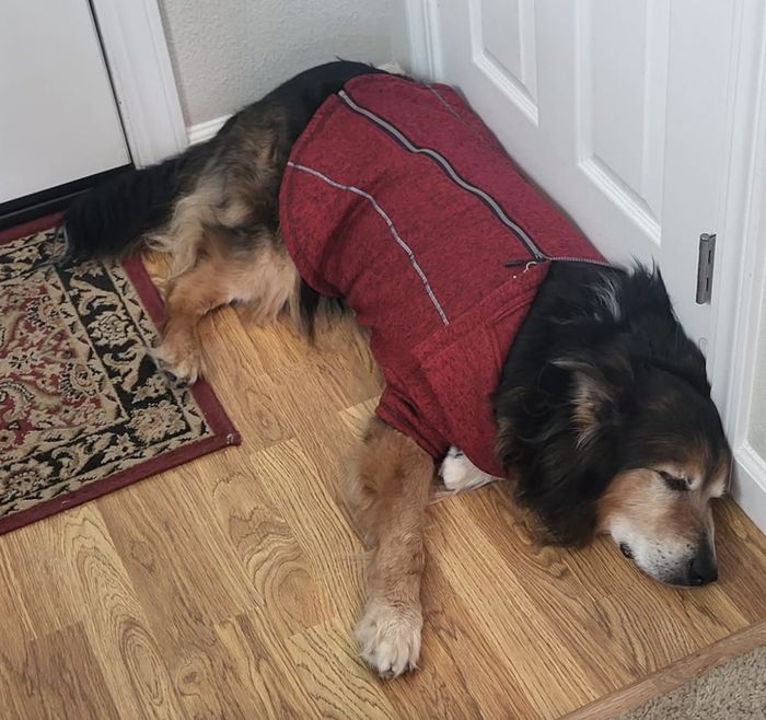 A large dog, snug in a zip-up coat, peacefully rests on a wooden floor near a door, with a decorative rug nearby.