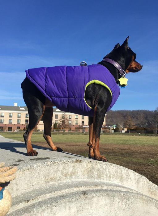A reviewer’s dog is seen wearing the blue vest.