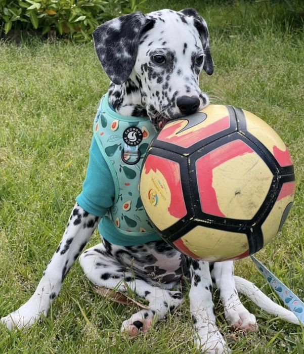 A Dalmatian puppy, wearing a patterned harness, sits on the grass, playfully nibbling on a soccer ball.