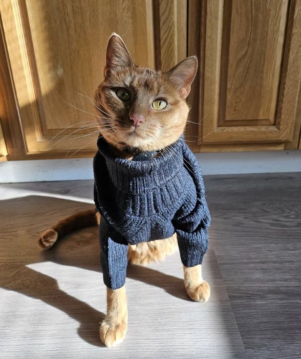 A cat sits on the floor, dressed in a knitted sweater, gazing up at the camera with wooden cabinets in the background.