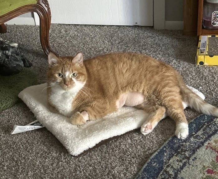 A cat with white paws and chest rests comfortably on a plush mat atop a carpeted floor in a cozy room.
