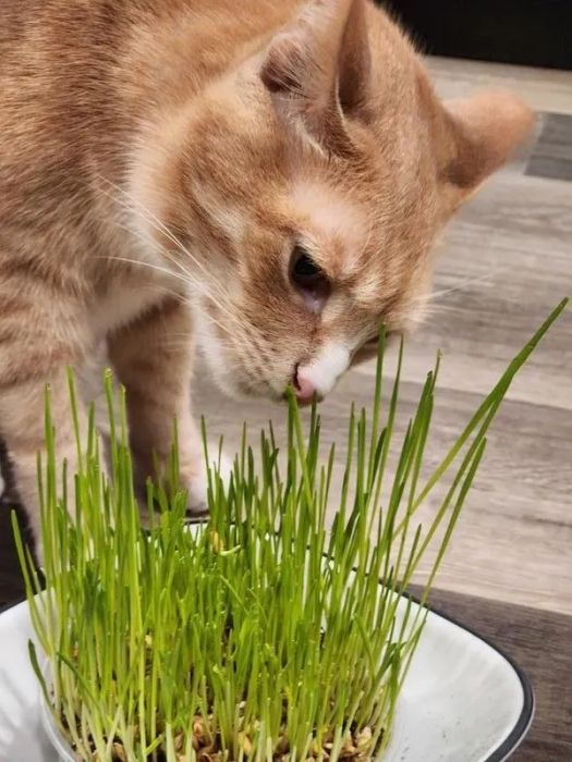 A cat sniffing a bowl of growing cat grass placed on a wooden surface.