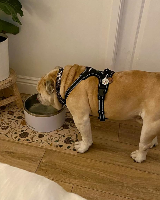 A dog drinking from a clean white bowl.