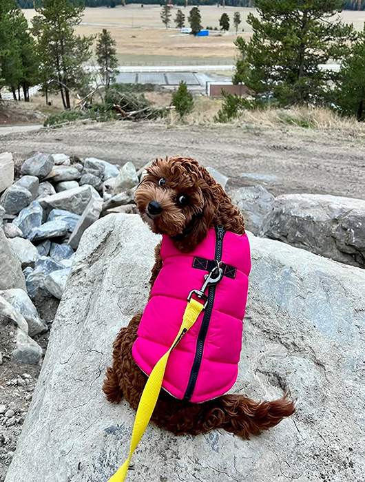 A dog is outside, sporting a pink insulated vest.