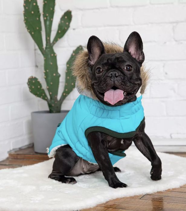 A French Bulldog, dressed in a blue puffer jacket with a fur-trimmed hood, sits on a white rug in front of a potted cactus.
