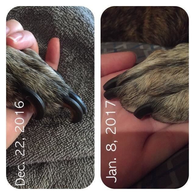 Before-and-after photos of a dog’s nails: one showing overgrown claws and the other displaying neatly trimmed nails.