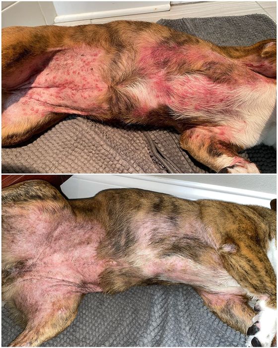 Before-and-after photos of a dog’s irritated belly: one showing redness and irritation, and the other displaying healed skin after using the balm.