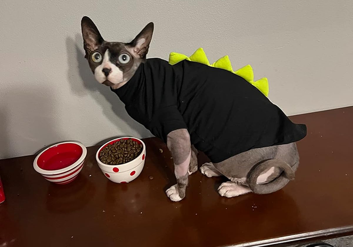 A reviewer’s cat rocking the sweater in classic black.