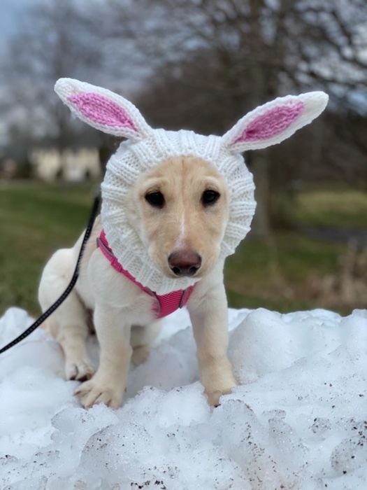 A dog sporting a rabbit snood