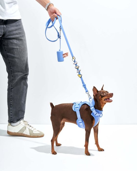 charms adorning a blue dog leash