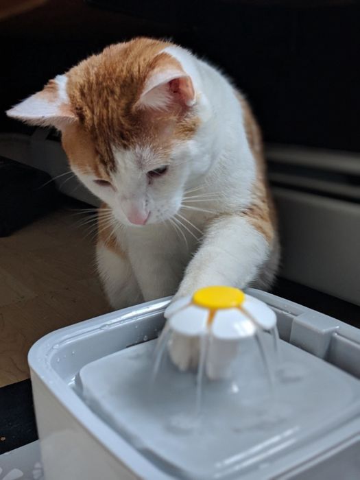 Photo of a cat playfully dipping its paw into the fountain.