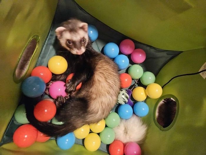 a reviewer’s ferret enjoying the ball pit