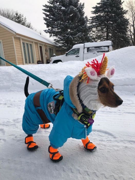 Another dog wearing a unicorn snood while snuggled up in the snow