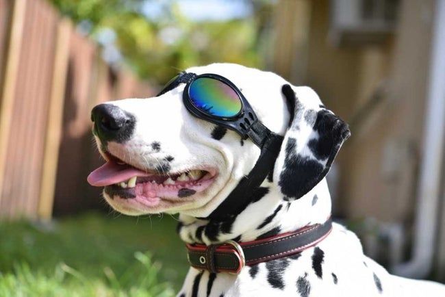 A Dalmatian sporting stylish black dog goggles in a backyard setting