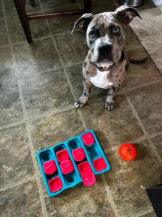 A reviewer's dog sitting next to a red and blue treat puzzle.