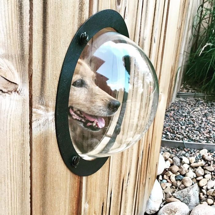 A dog owner’s pup making use of a fence bubble for a perfect view.