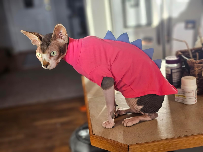 A reviewer’s cat sporting the sweater in a playful pink hue.