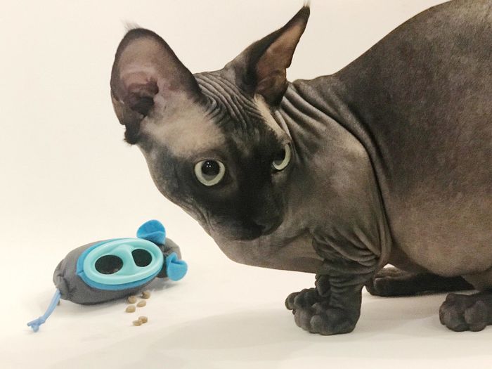 A Mytour writer’s cat with the small mouse-shaped feeder