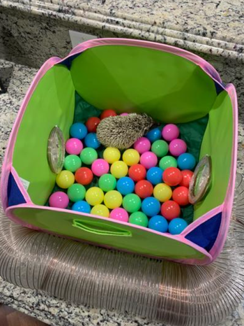 a reviewer’s hedgehog playing in the ball pit