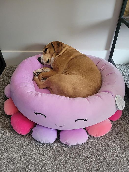 A medium-sized dog snuggled in a pink and purple octopus-shaped pet bed