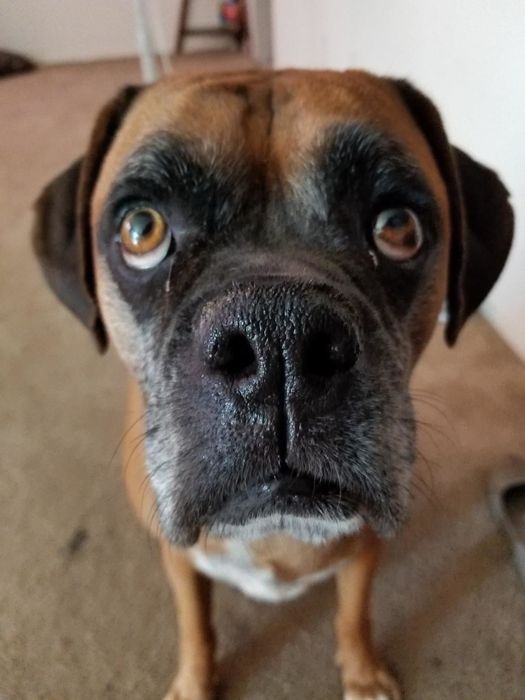After photo of the same dog’s nose, now moisturized and smooth.